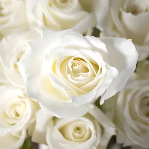 Eskimo White Rose