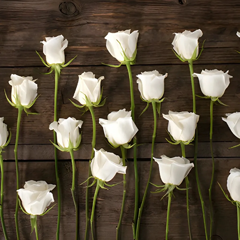 Eskimo White Rose