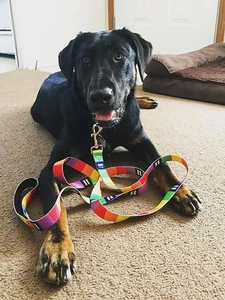 The Eco Friendly Dog Leash
