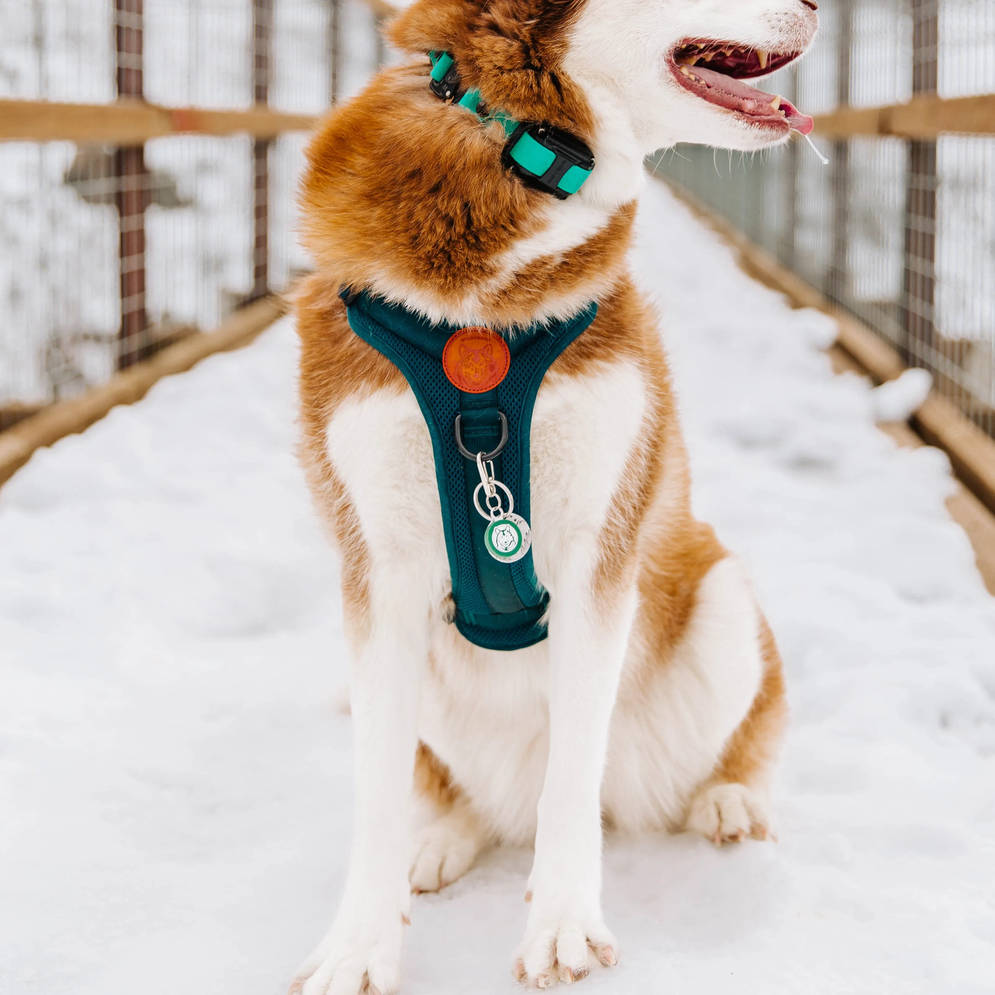 Wilderdog Silicone Tag